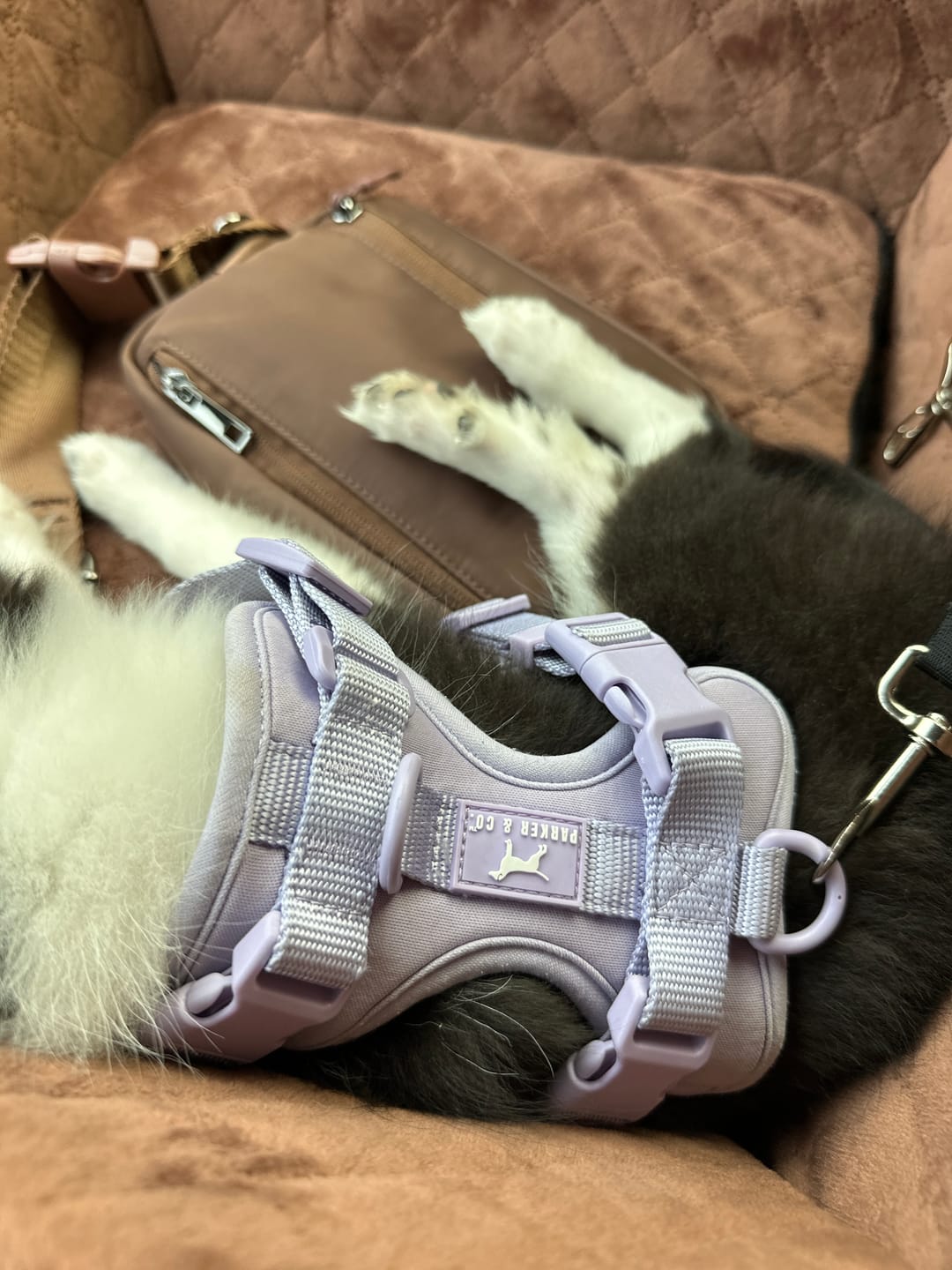 Customer photo review of Solace Adjustable Dog Harness