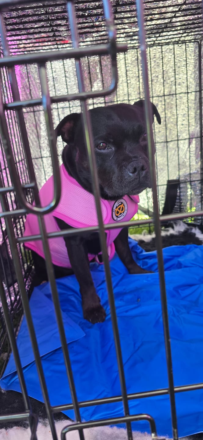 Customer photo review of Staffordshire Bull Terrier 1935® Cooling Vest - Baby Pink