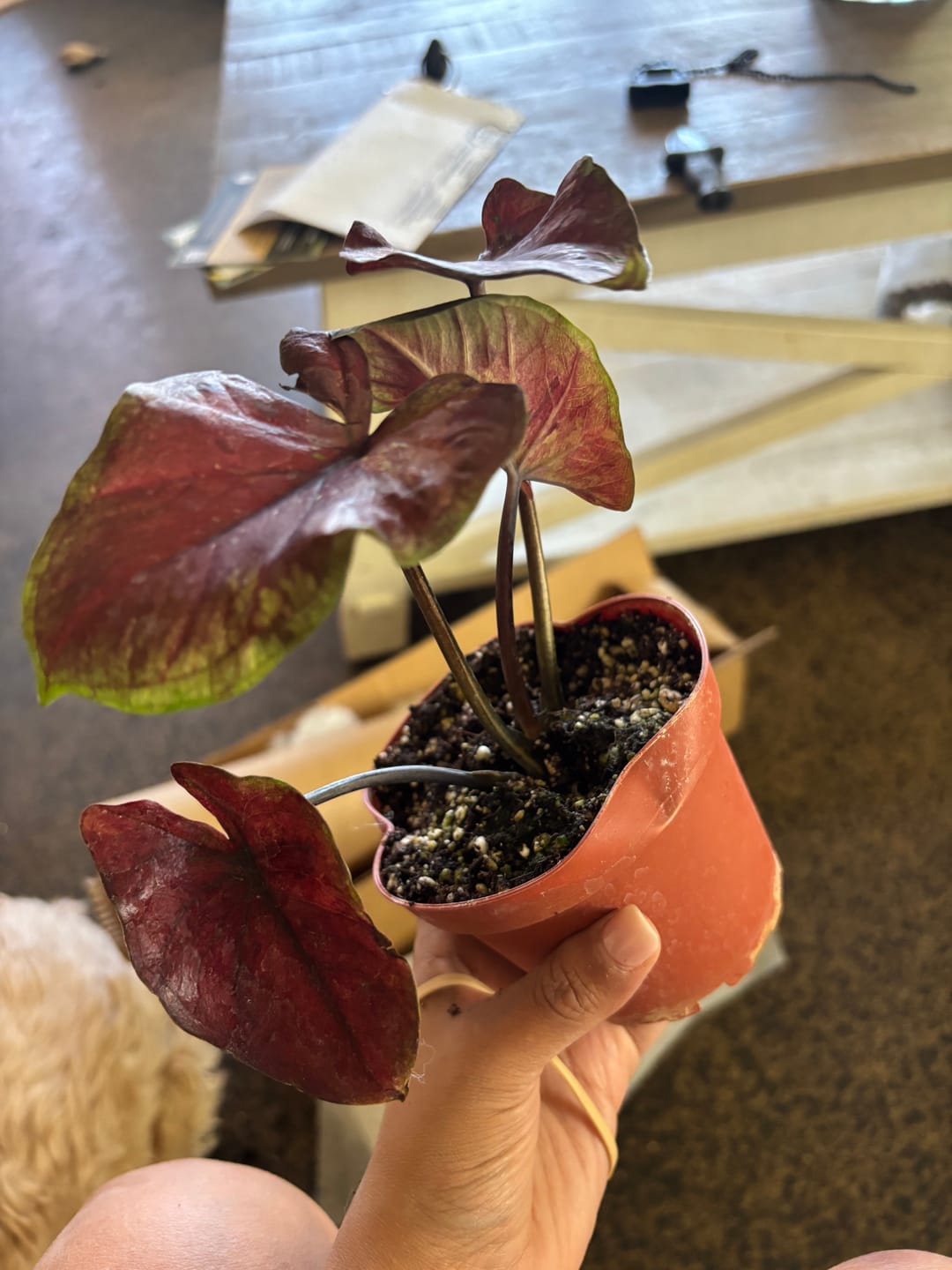 Customer photo review of Caladium ‘Thai Red’