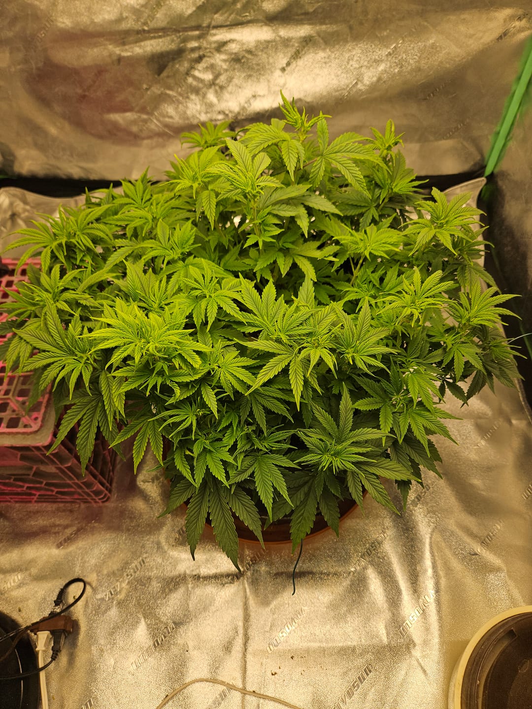 Customer photo review of Nutri+ SEAWEEDS (0-0-5)