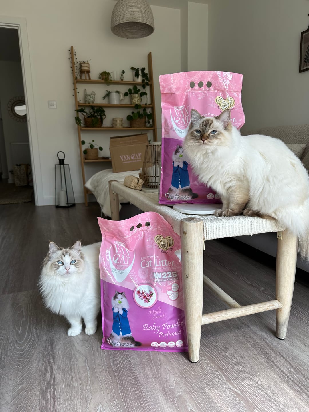 Customer photo review of All-Rounder Scented Cat Litter (W225) 10KG