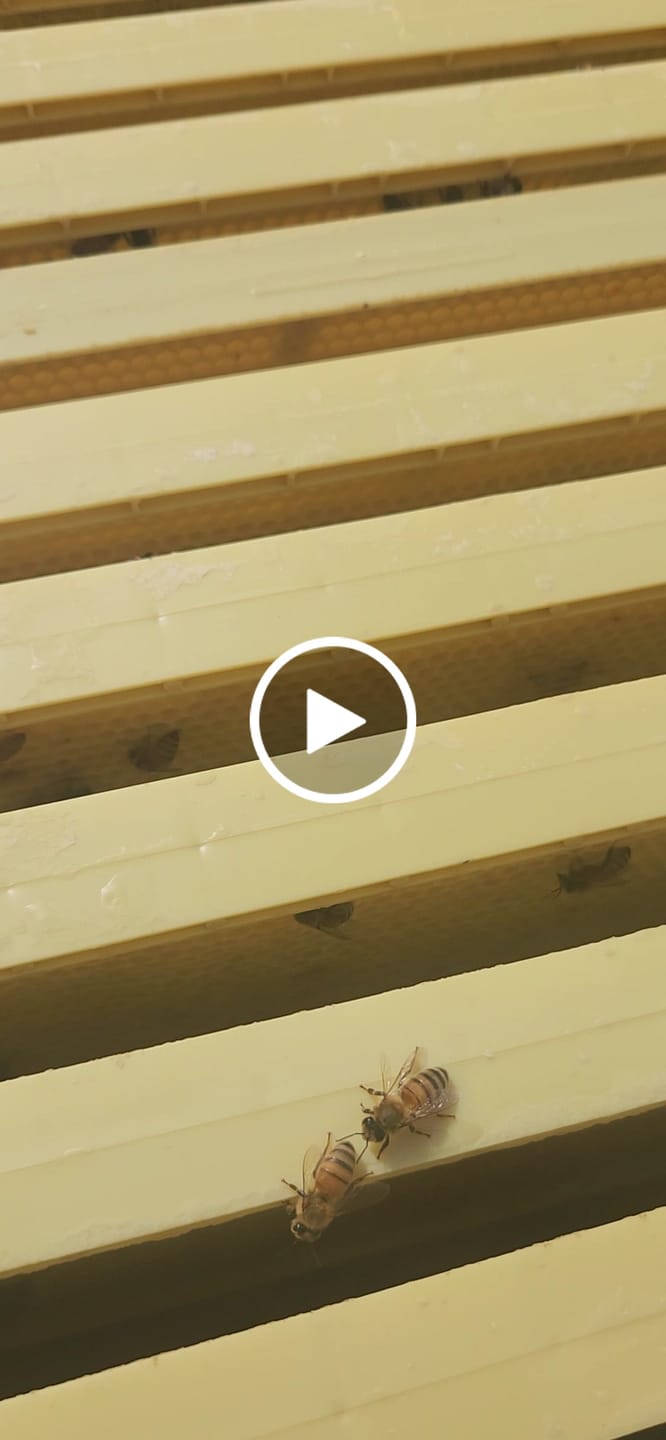 Customer video review of 6 1/4" Medium Plastic Frame Waxed - 30 pack