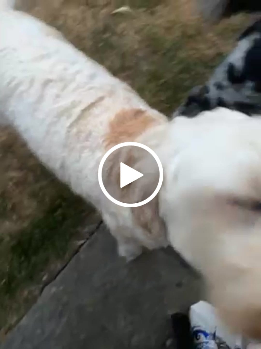 Customer video review of Walk + Wear | Dog Collar | Botanical Garden