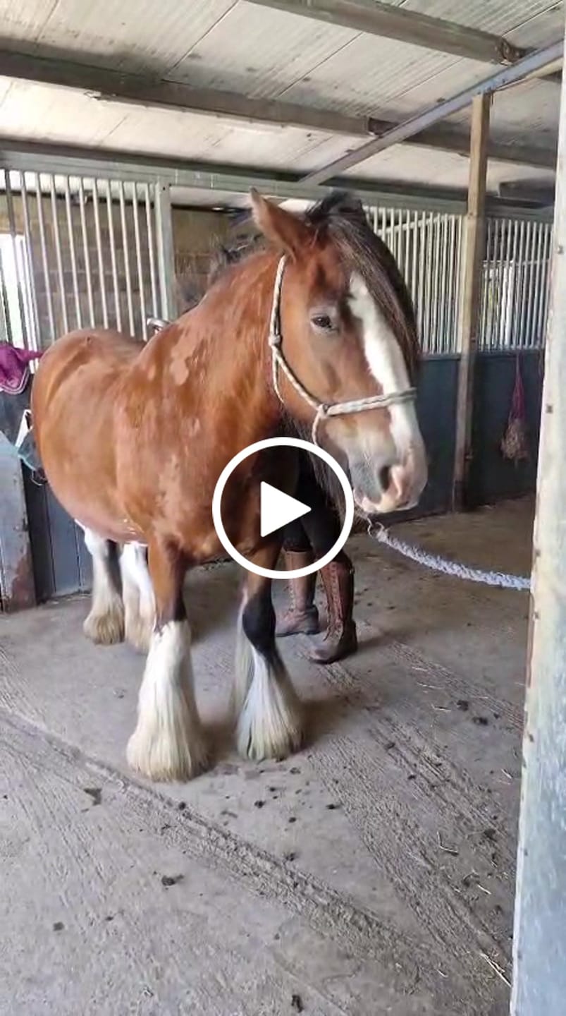 Customer video review of HorseHalo™ 8 Heads Red Light Massage Gun