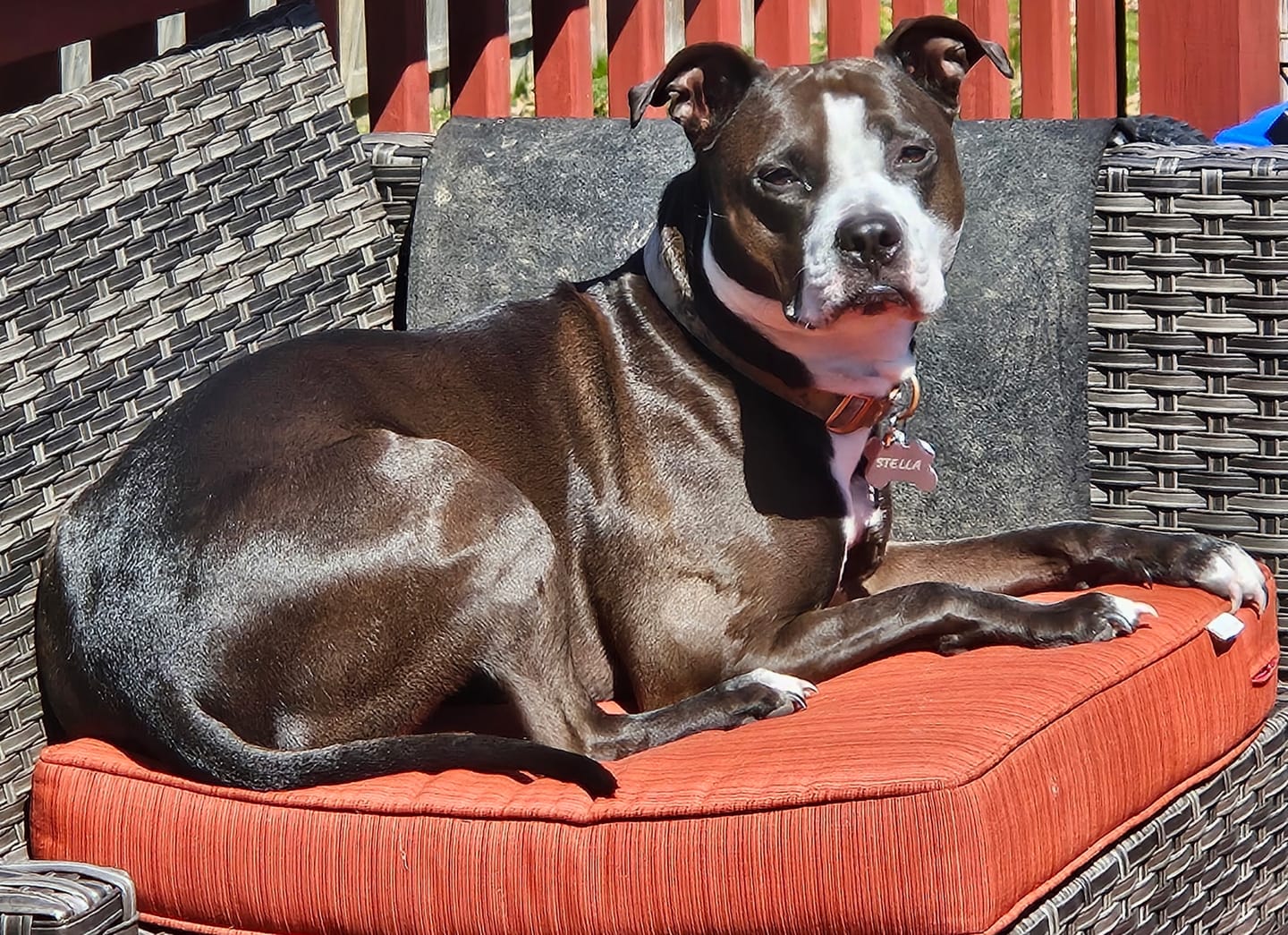 Customer photo review of Custom Photo Pillow with Your Dog Photos, Print Pet Photo on Pillow