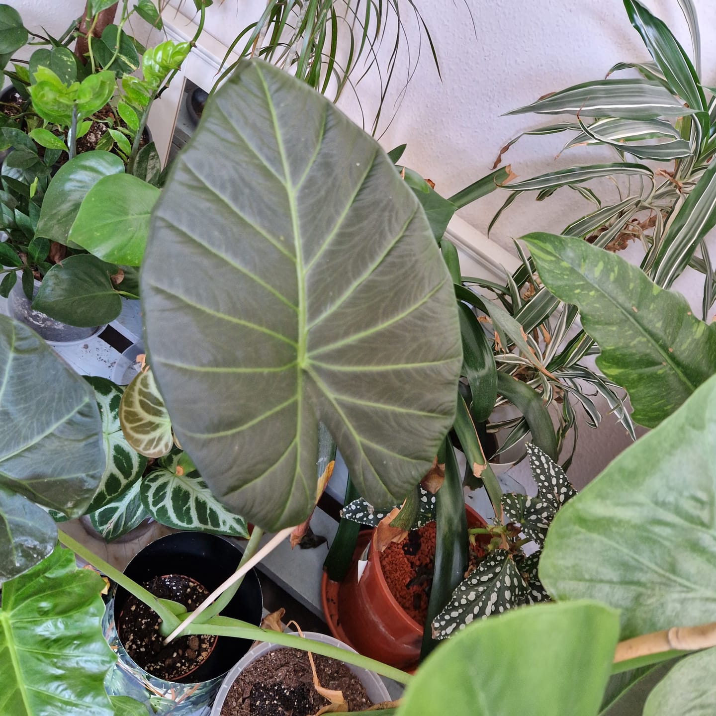 Customer photo review of ALOCASIA REGAL SHIELD