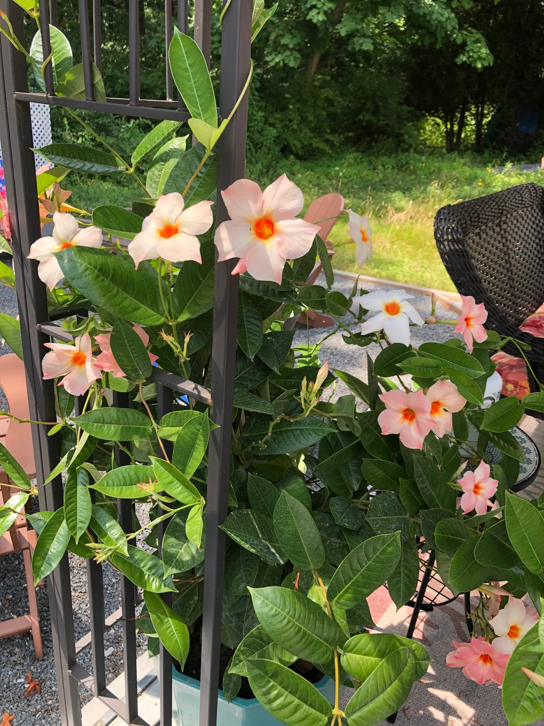 Customer photo review of Plant Juice