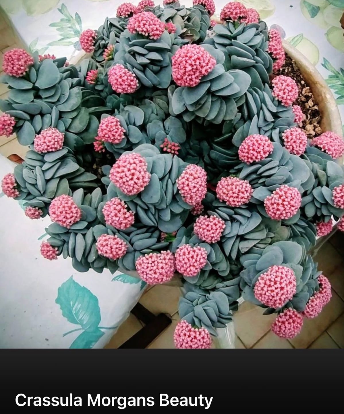 Customer photo review of Crassula 'Morgan's beauty'