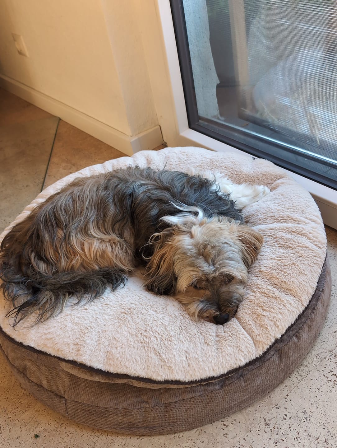 Customer photo review of Orthopädische Hundeinsel "Easy"