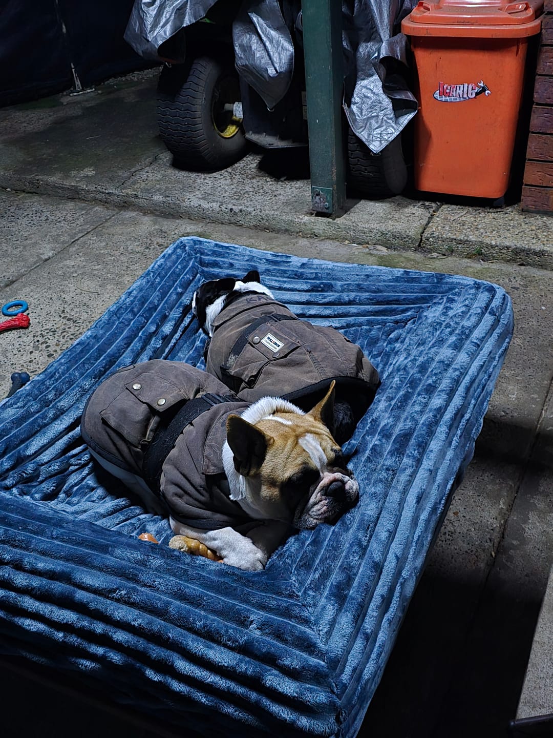 Customer photo review of Dune Plush EasyFit Cover