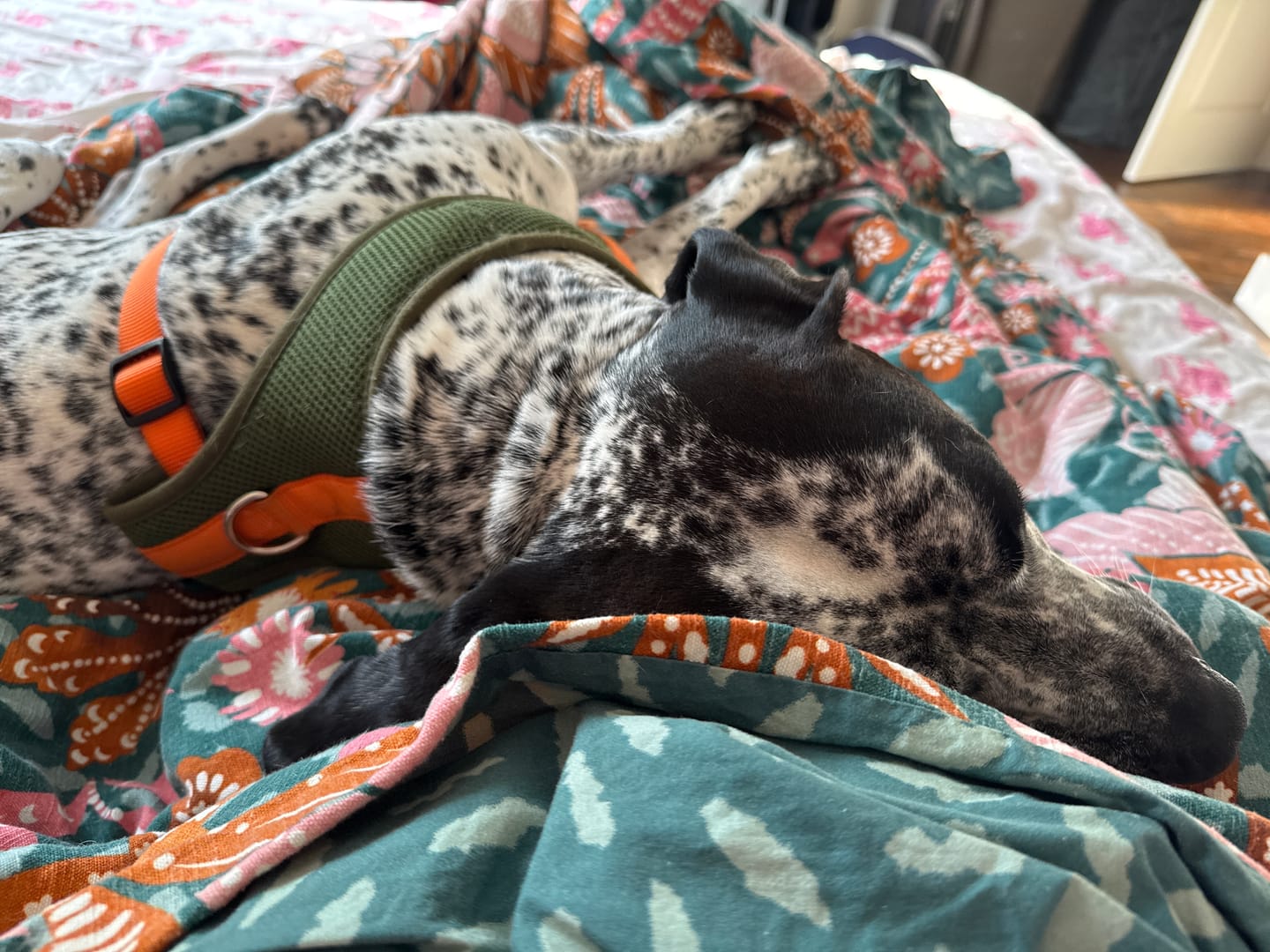 Customer photo review of Color-Block Padded Harness