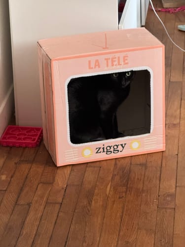 Le chat noir d'un client regardant depuis la boîte de livraison des croquettes, conçue comme une télévision rose.