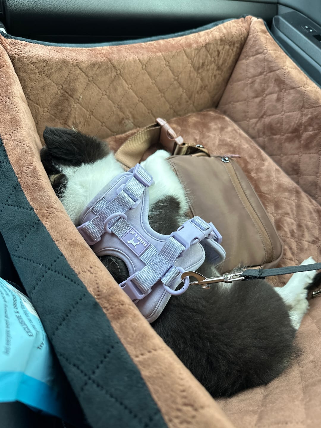 Customer photo review of Solace 6-IN-1 Hands Free Waterproof Leash