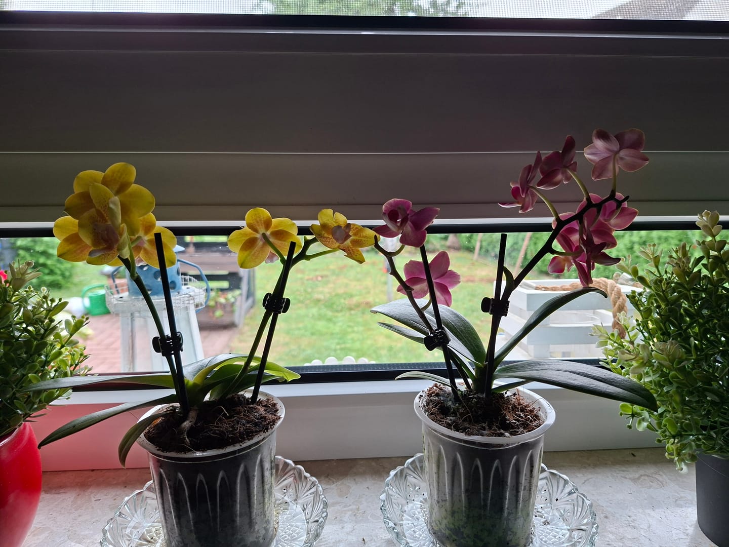Customer photo review of Duftorchideen Table Dance im 3er Set mit 2 Rispen