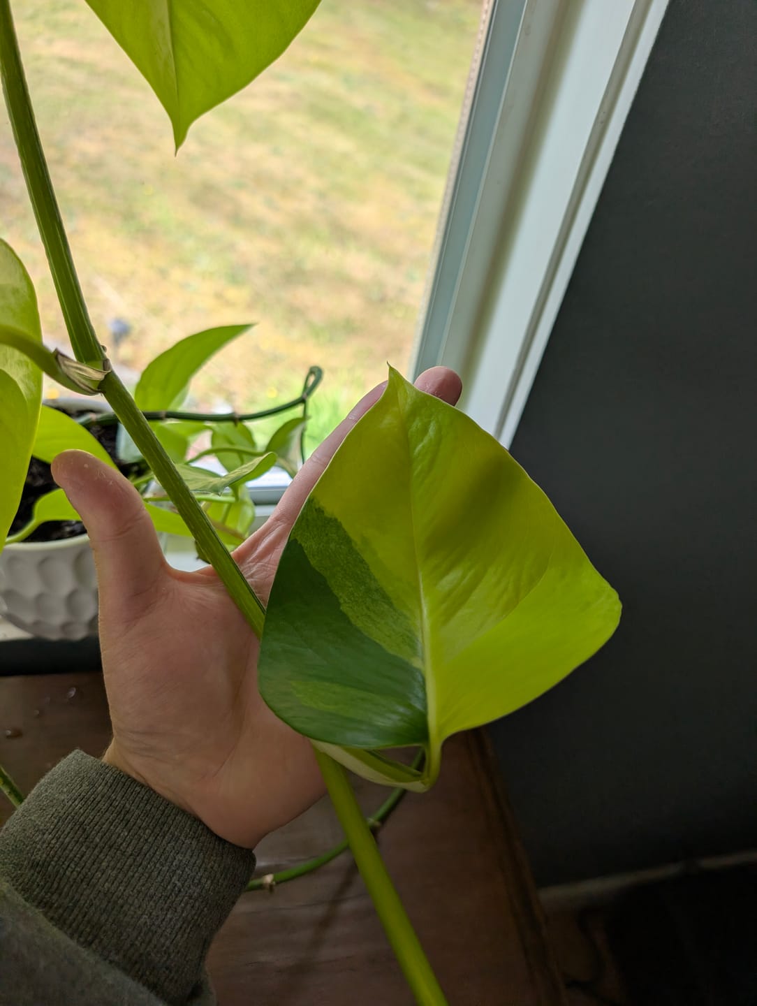 Customer photo review of Kelpy Food for Plants