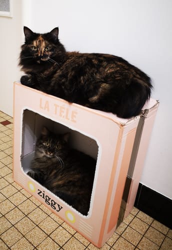 Avis d'un client : deux de ses chats avec une boîte de livraison Ziggy rose en forme de télévision.