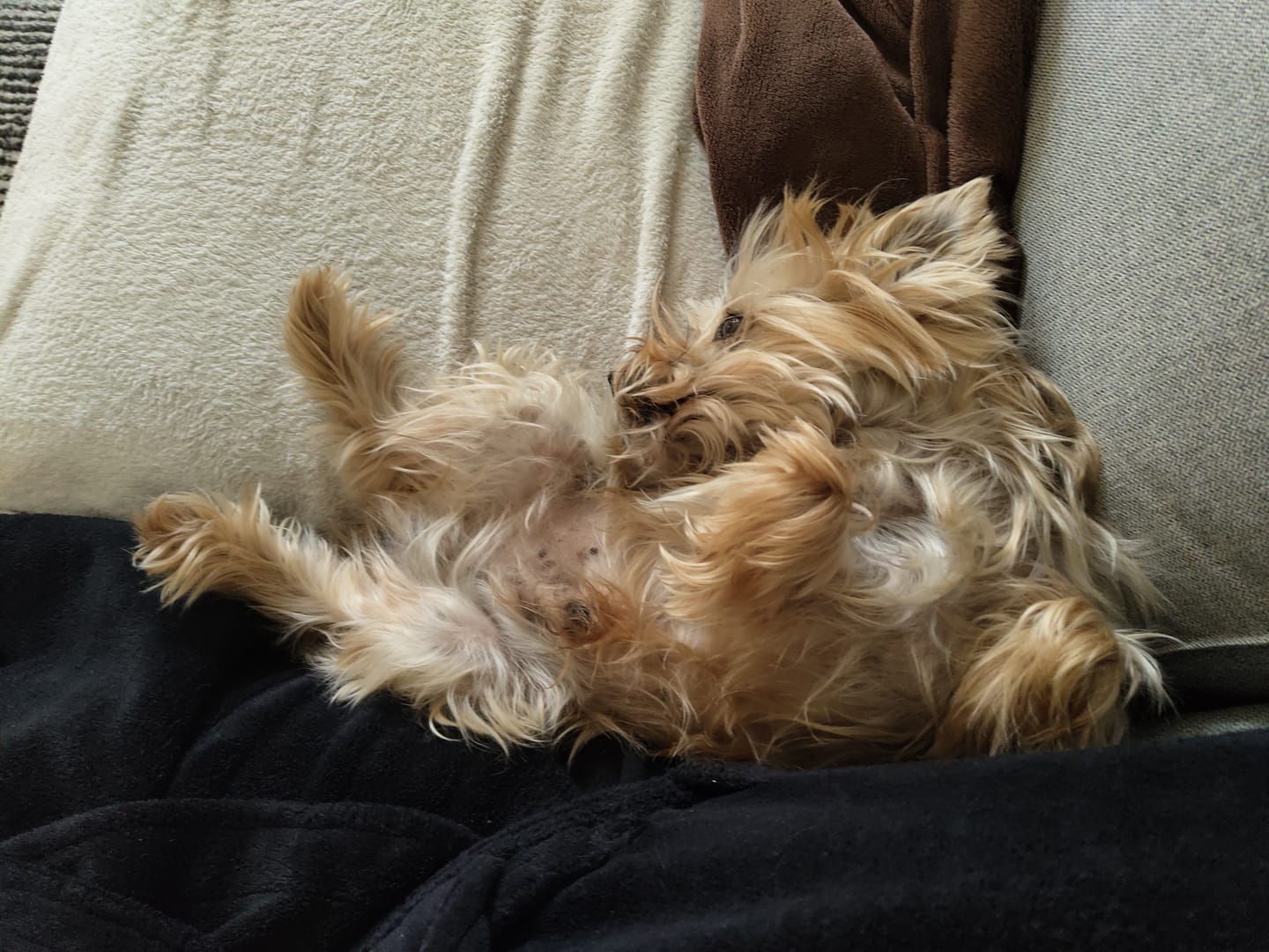 Customer photo review of Croquettes Poulet & Citrouille - Chien Petite Race