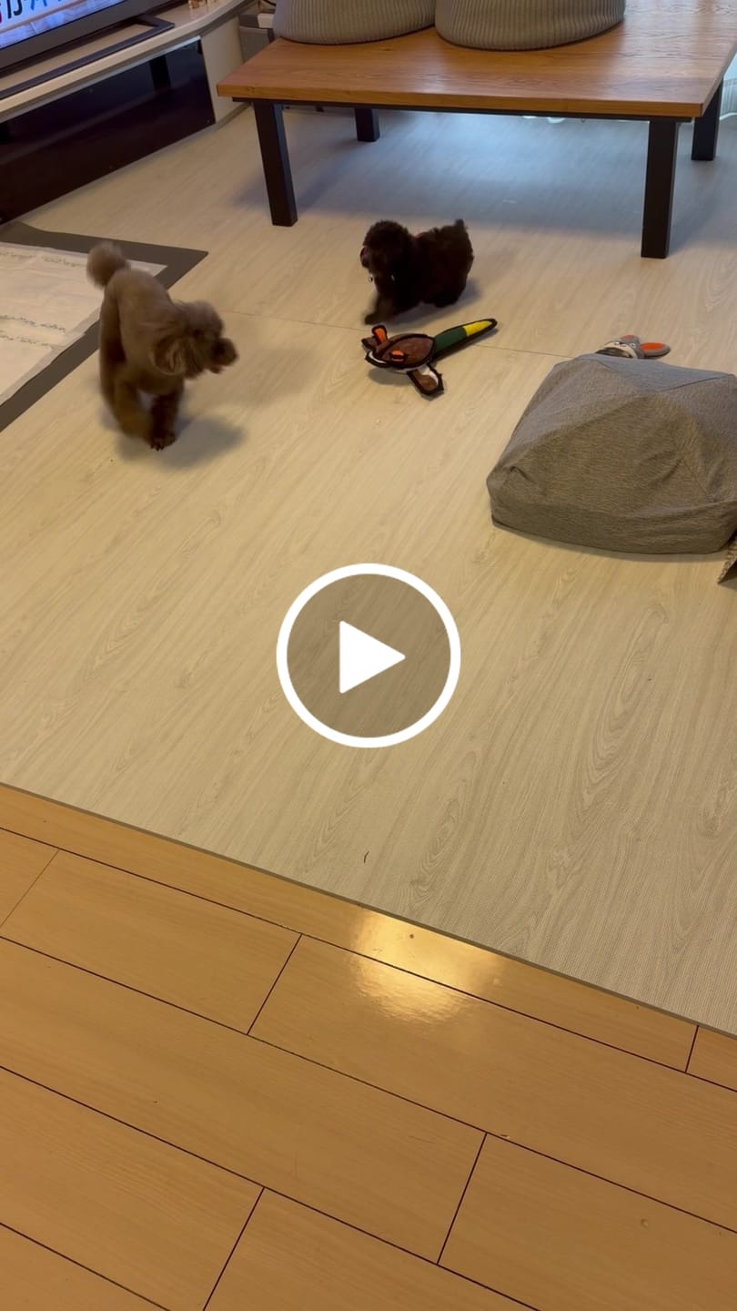 Customer video review of PARKLON ALL PVC ペットロールマット 厚み0.55cm