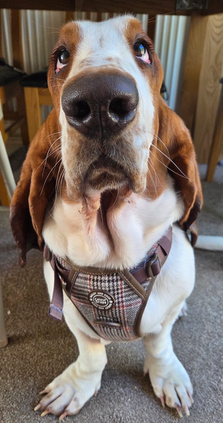 Customer photo review of Trail & Glow Tweed Dog Harness - Colour Drops - Heritage Plaid