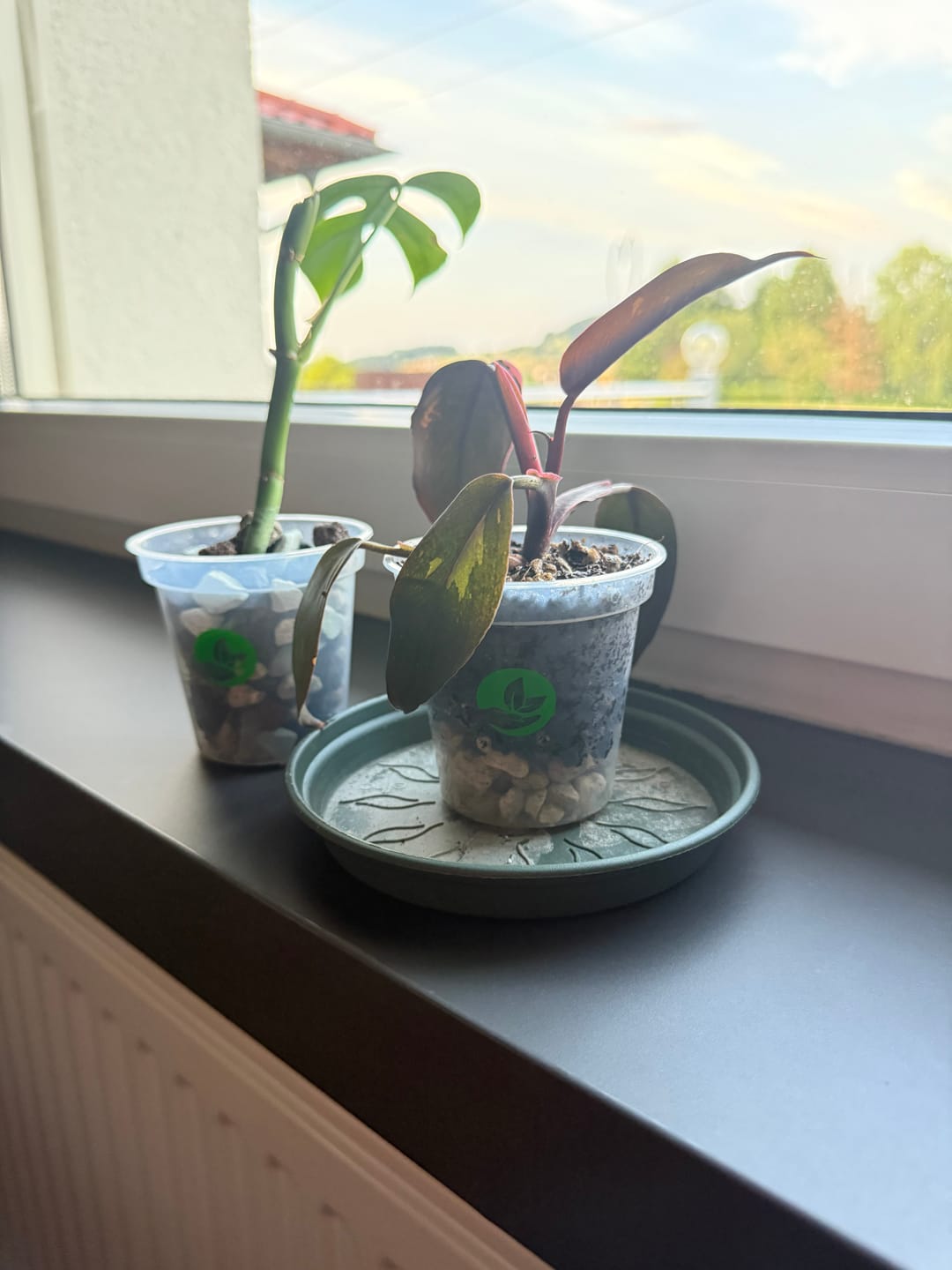 Customer photo review of Clear Orchid Plant Pots