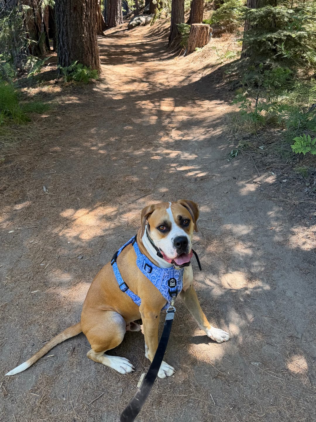 Customer photo review of Mama's Boy - Adventure Harness