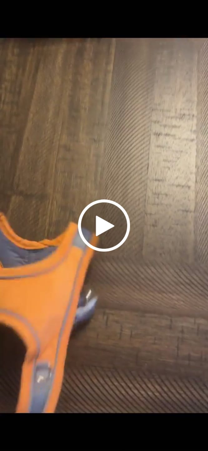 Customer video review of Escape-Proof Cat Harness + Leash