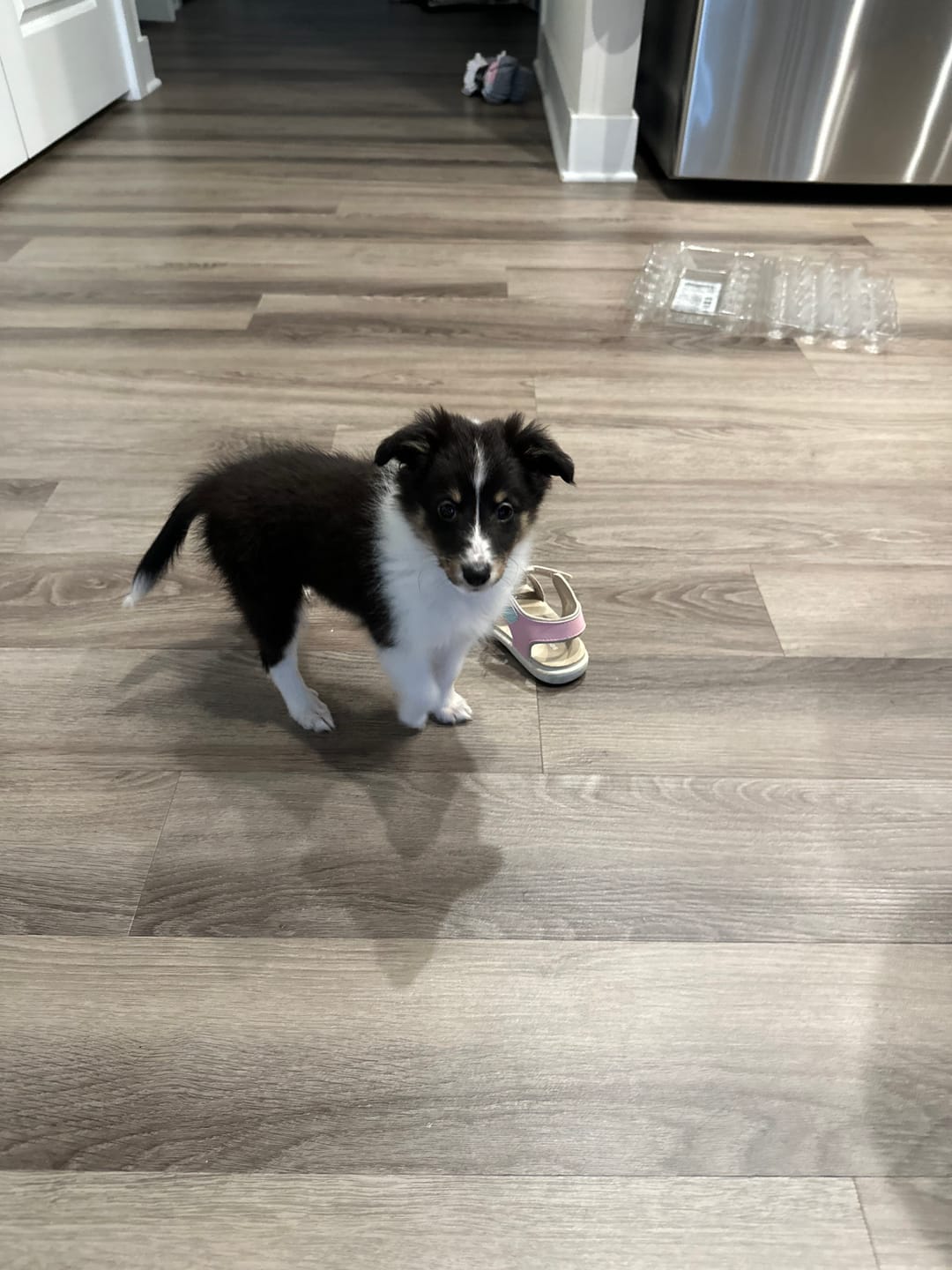 Customer photo review of Dog Treat Pouch