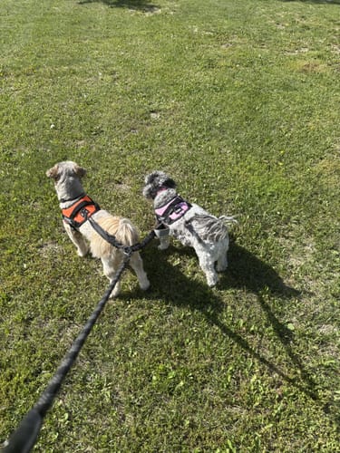 Customer's two dogs on a walk, wearing an orange and a pink Personalized Dog Harness.
