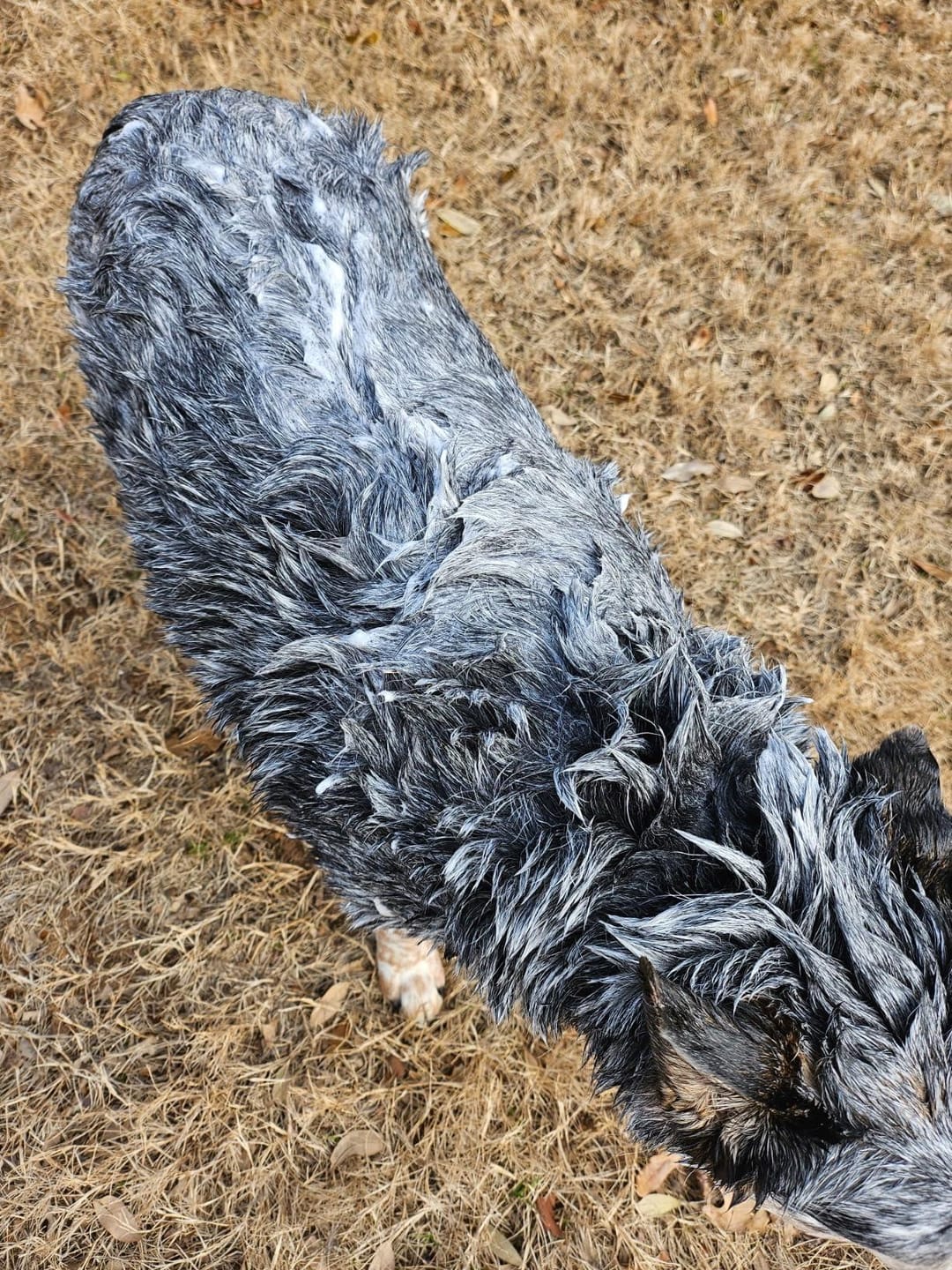 Customer photo review of Revive Pet Botanic Therapy Shampoo