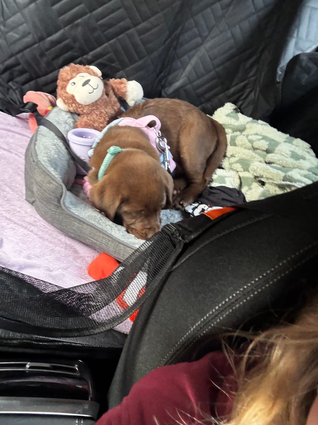 Customer photo review of Companion&Co™ Hard Bottom Car Seat Cover