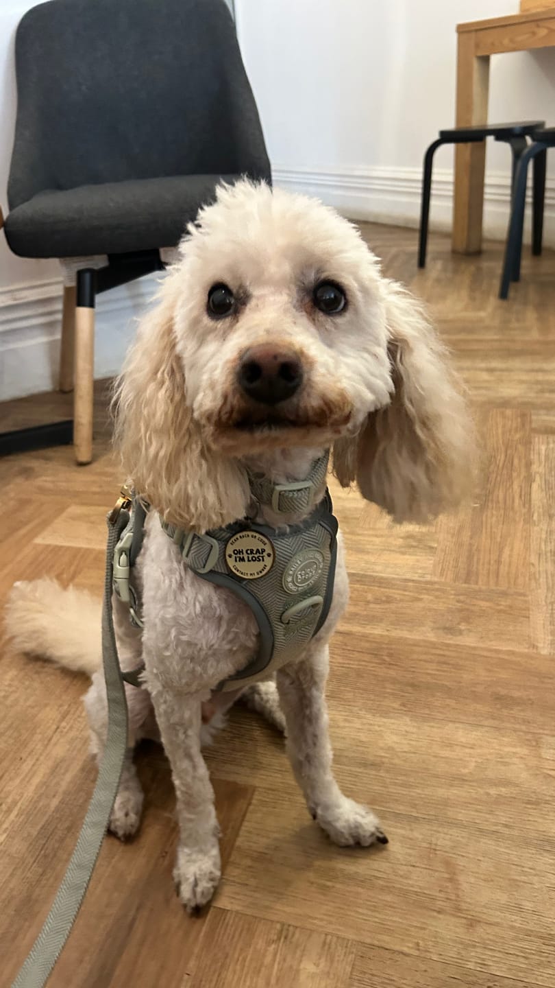 Customer photo review of Trail & Glow Tweed Dog Harness - Colour Drops - Sage Tweed