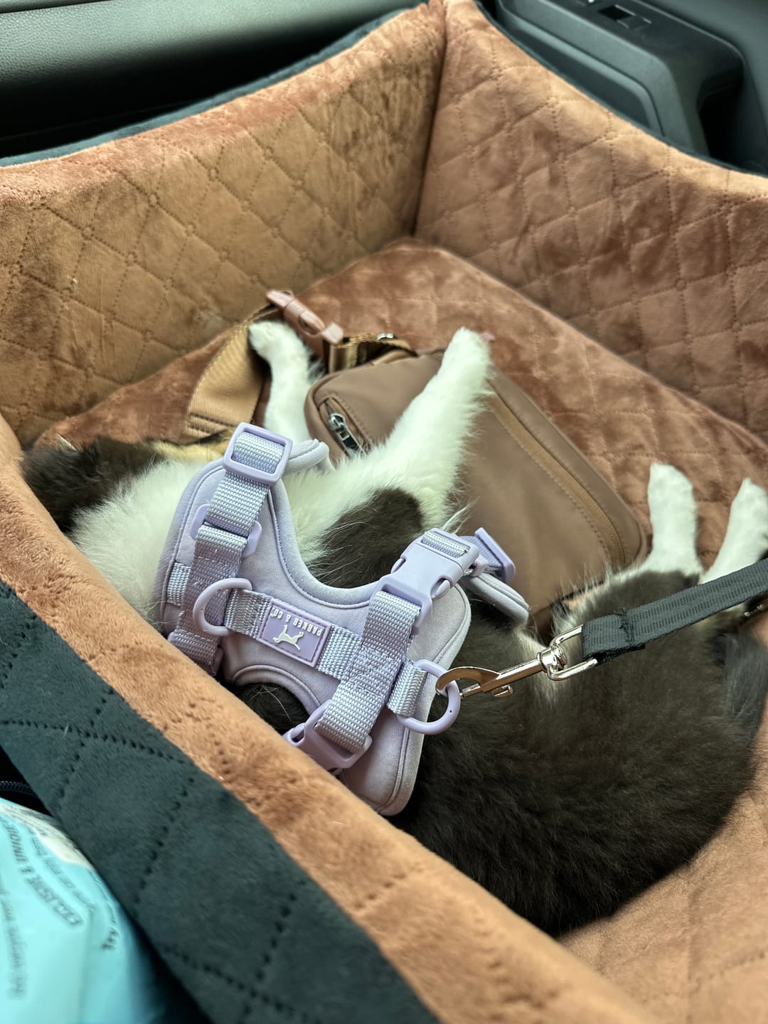 Customer photo review of Solace Adjustable Dog Harness