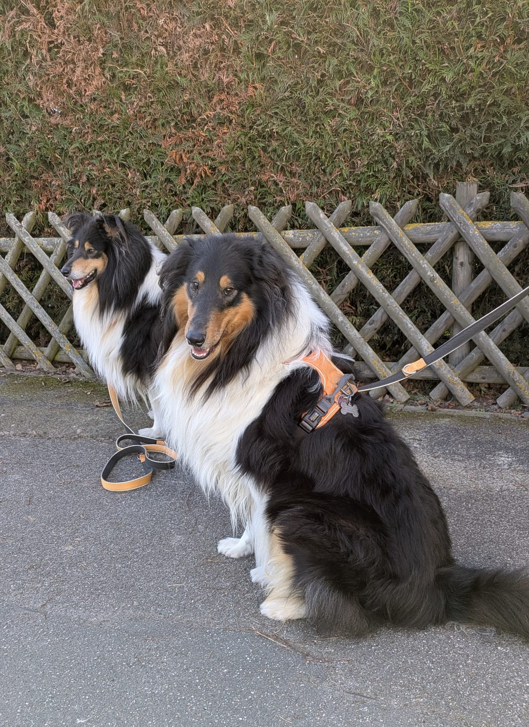 Customer photo review of Zpot-on classic für Hunde gegen Zecken, Flöhe, Milben & Mücken [Jahresvorrat]