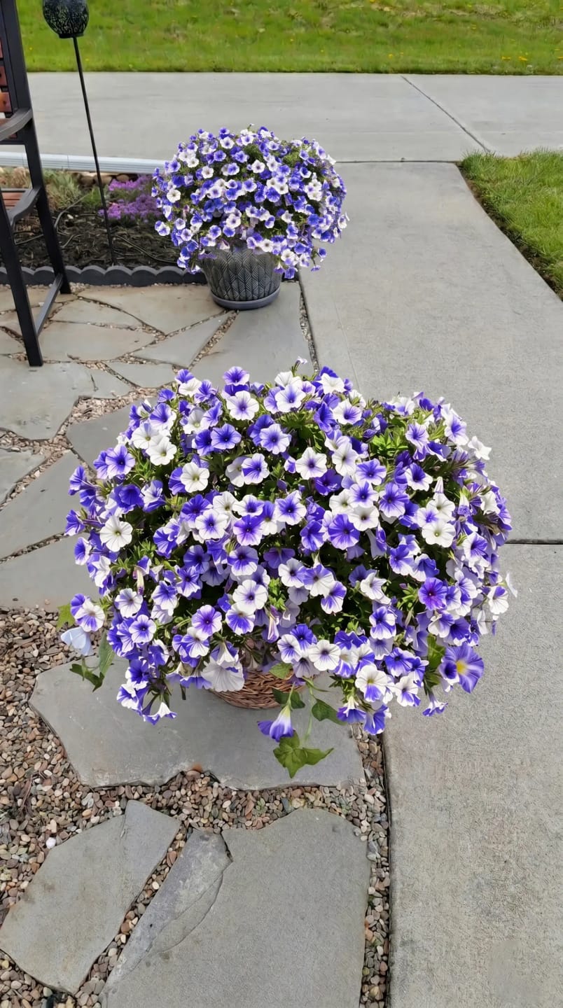 Customer photo review of 🏆2026 Super Value Set🔥UV Resistant Artificial Petunias Flowers