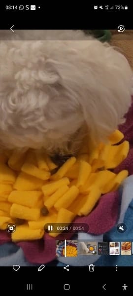 Customer photo review of TruePet Schnüffelmatte Hund | Nasenarbeit & Intelligenzspielzeug | Anti-Langeweile Futtermatte