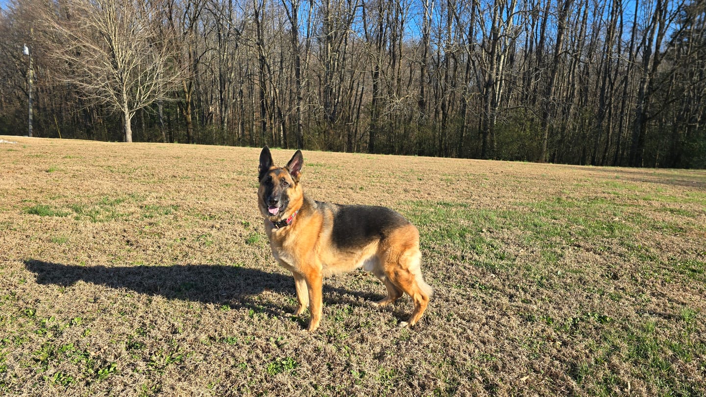 Customer photo review of Iron Paws Daily Human-Grade Superfood For Dogs