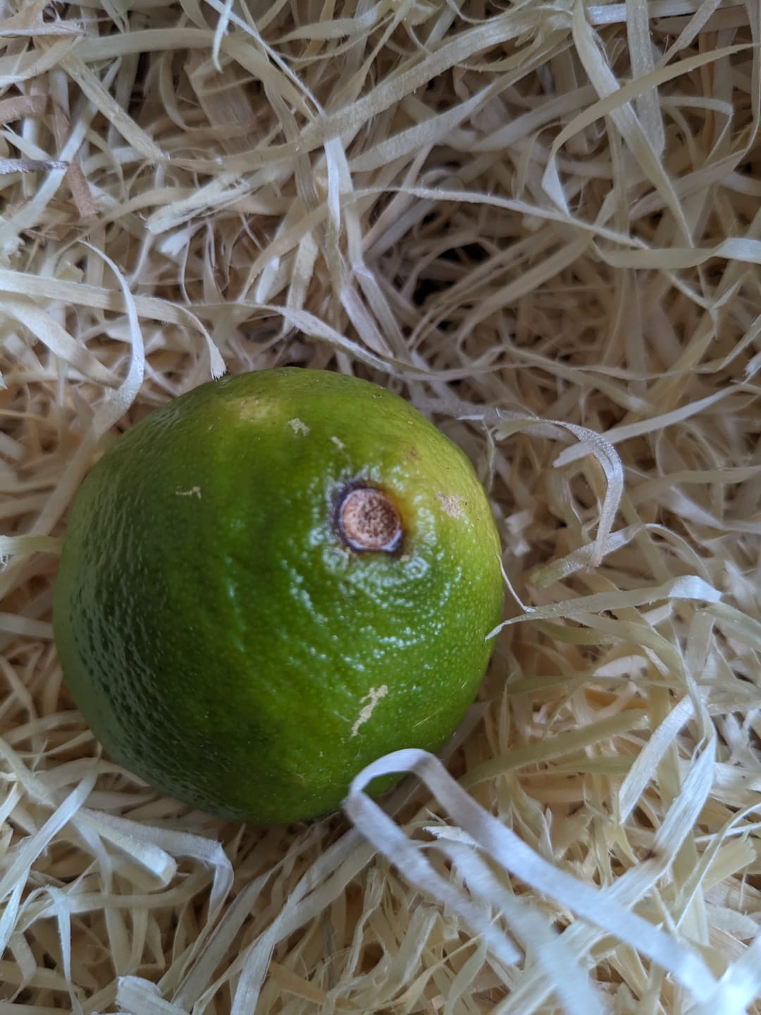 Customer photo review of Limetten Bio Box