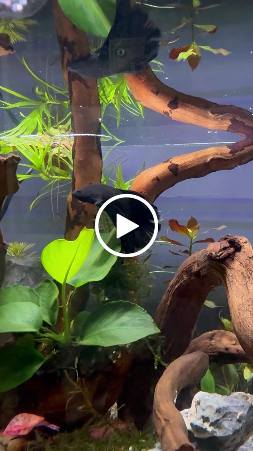 Customer video review of Super Black Halfmoon Male Betta Fish