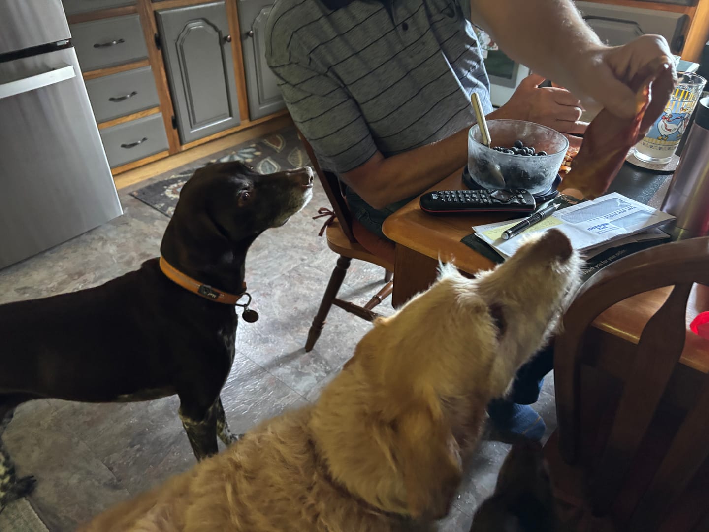Customer photo review of Pig Ear Treats for Dogs