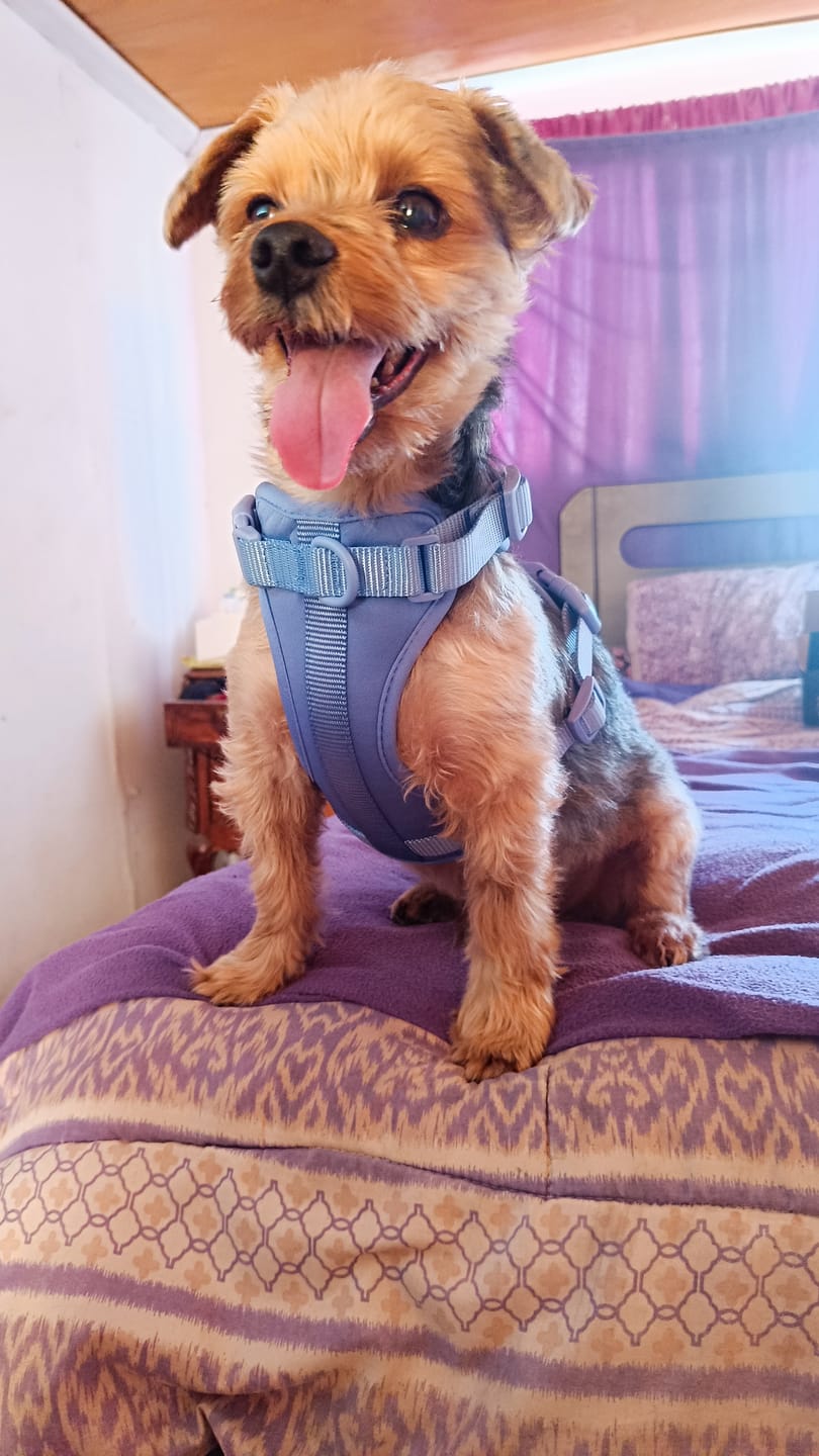 Customer photo review of Arnés Paws