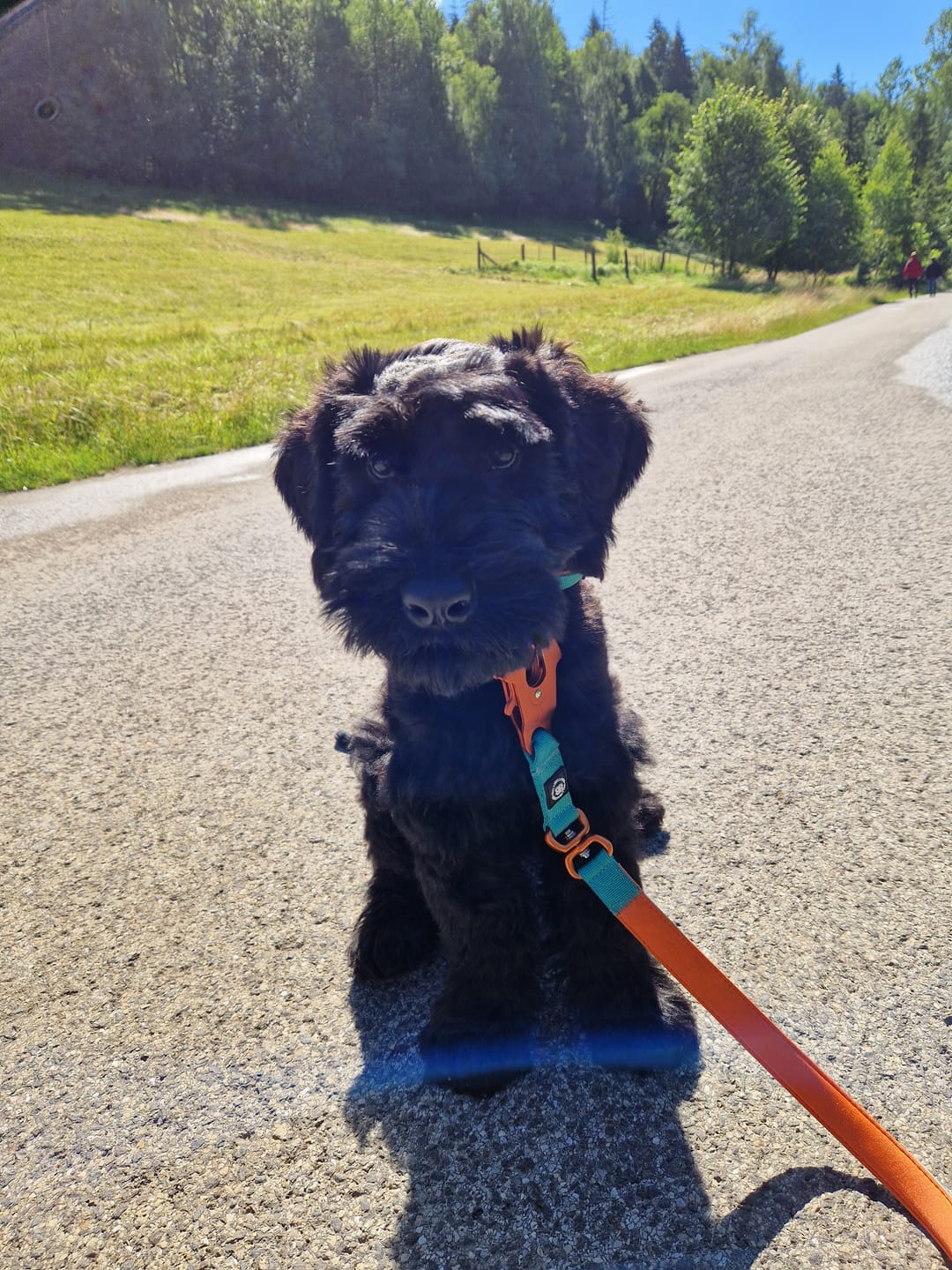 Customer photo review of 2.5cm Lighter Combat® Collar | With Handle & Secure Clip - Turquoise x Orange