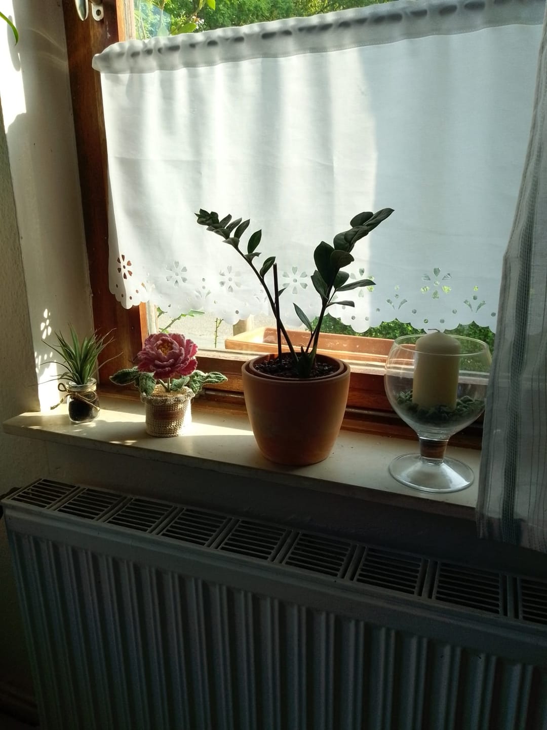 Customer photo review of Pfingstrose