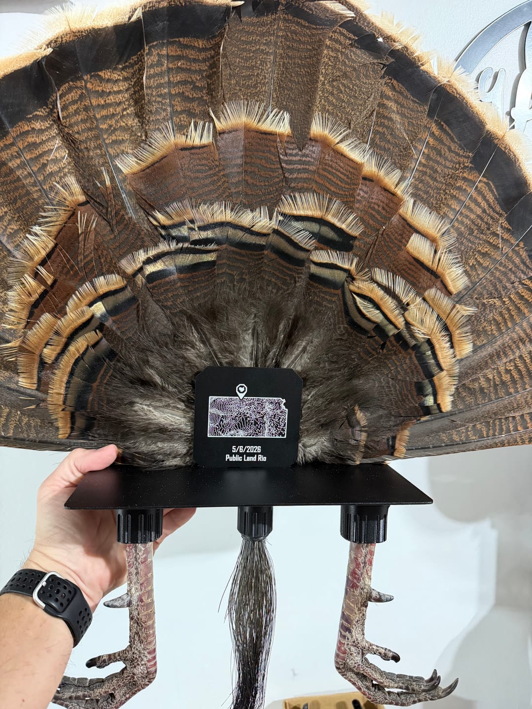 Customer photo review of Beard Shelf | Turkey Beard/Leg/Fan System