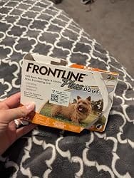 Customer photo review of Frontline Plus for Small Dogs 5 to 22 lbs – 6 Month Flea and Tick Treatment
