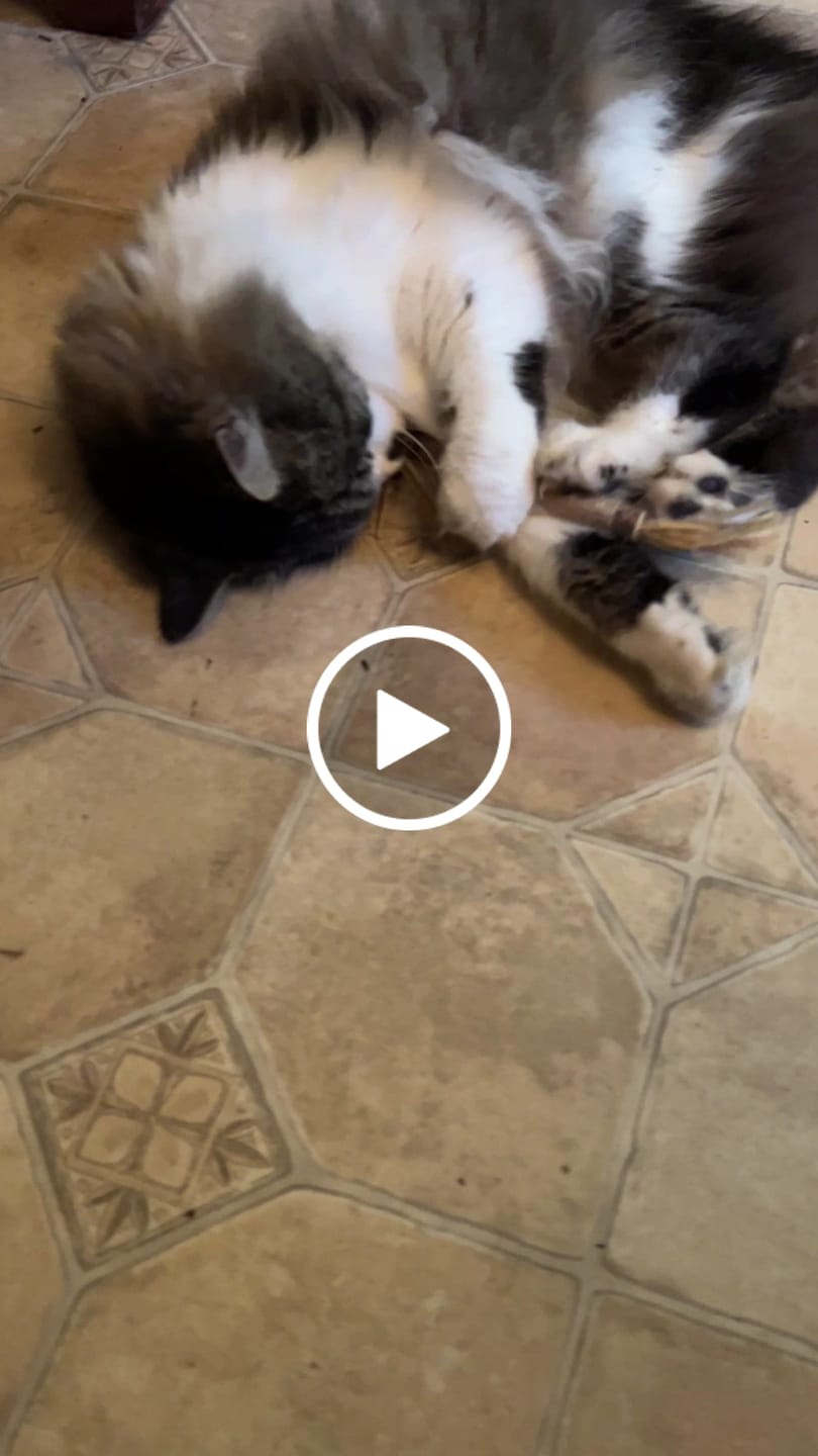 Customer video review of RYERCAT Silvervine Cat Dental Sticks