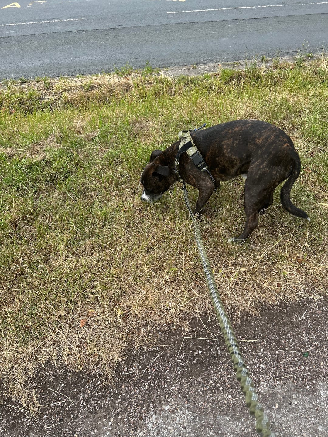 Customer photo review of MellowPurr Çekiş Önleyici Köpek Göğüs Tasması | Ön Klipsli Kontrol