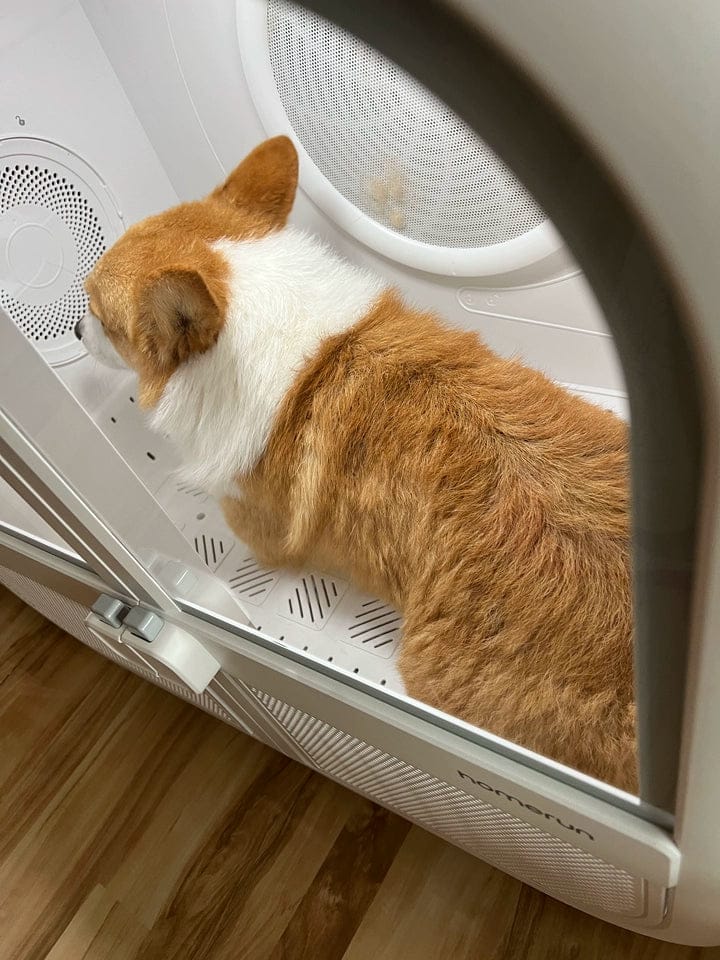 Customer photo review of homerunPET 「Drybo Ultra」ペットドライヤーハウス（7月下旬発送）