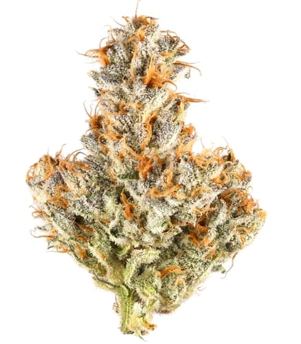 Customer photo review of Light Assist THCA Smalls