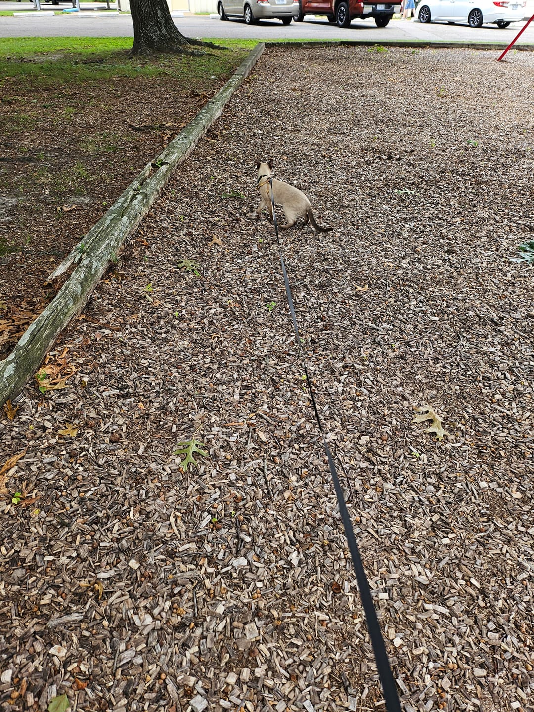 Customer photo review of Retractable Cat Leash
