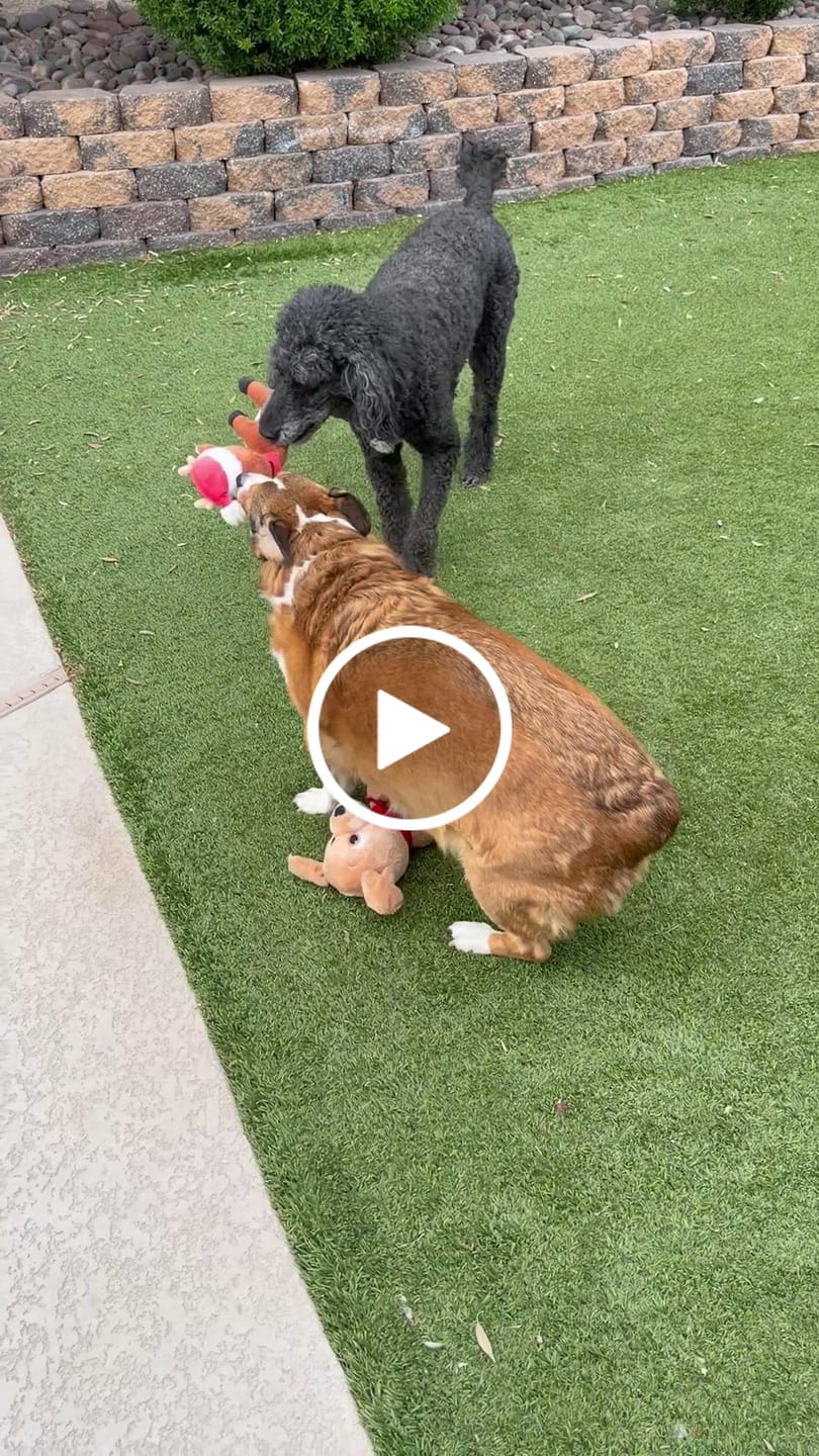 Customer video review of OptiWize Collagen +Plus Dog and Cat Joint Health Supplement